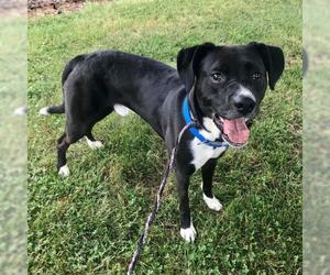Borador Dogs for adoption in Bedford, VA, USA
