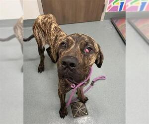 Mastiff Dogs for adoption in Baytown, TX, USA