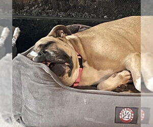 Bulldog-Unknown Mix Dogs for adoption in Houston, TX, USA