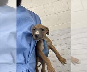 American Pit Bull Terrier Dogs for adoption in San Bernardino, CA, USA