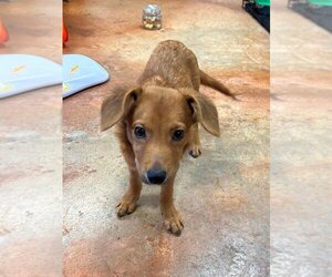 Chi-Corgi Dogs for adoption in Bolivar, MO, USA