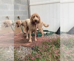 Golden Retriever Dogs for adoption in Bethesda, MD, USA