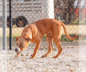 American Pit Bull Terrier-Unknown Mix Dogs for adoption in Waco, TX, USA