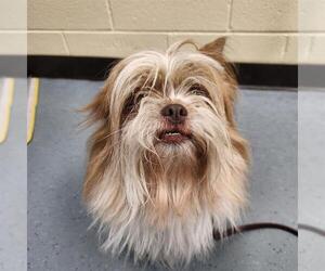 Maltese-Unknown Mix Dogs for adoption in Denver, CO, USA