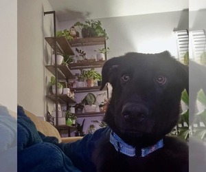 Labrador Retriever-Unknown Mix Dogs for adoption in Uwchlan, PA, USA