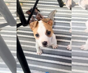 American Staffordshire Terrier-Unknown Mix Dogs for adoption in Holly Springs, NC, USA