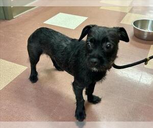 Mutt Dogs for adoption in Martinez, CA, USA