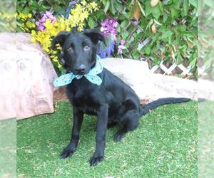 German Shepherd Dog Dogs for adoption in Oklahoma City, OK, USA