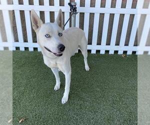 Siberian Husky-Unknown Mix Dogs for adoption in Modesto, CA, USA