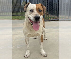 Mutt Dogs for adoption in Riverside, CA, USA