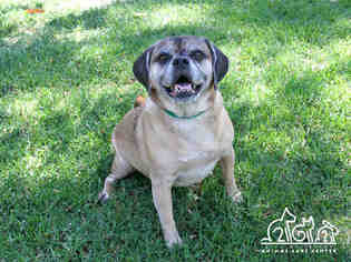 Puggle Dogs for adoption in Irvine, CA, USA