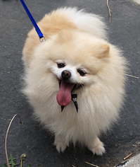 Pomeranian Dogs for adoption in Ventura, CA, USA