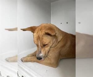 Mutt Dogs for adoption in Houston, TX, USA