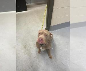 American Pit Bull Terrier Dogs for adoption in Louisville, KY, USA