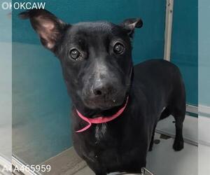 Dachshund-Unknown Mix Dogs for adoption in Oklahoma City, OK, USA