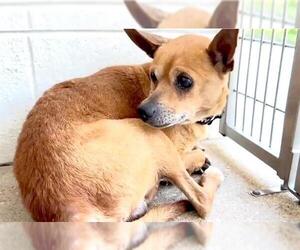 Chihuahua Dogs for adoption in Houston, TX, USA