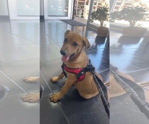 Golden Labrador Dogs for adoption in Escondido, CA, USA