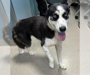 - Mix Dogs for adoption in Newton, NC, USA