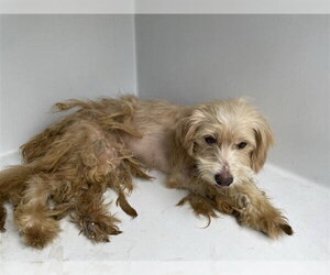 Poodle (Miniature)-Unknown Mix Dogs for adoption in Houston, TX, USA