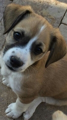 Dachshund Dogs for adoption in Peoria, AZ, USA