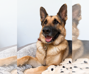 German Shepherd Dog-Unknown Mix Dogs for adoption in Decatur, GA, USA