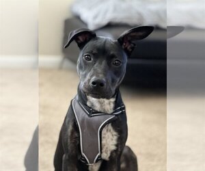 Labrador Retriever-Unknown Mix Dogs for adoption in Katy, TX, USA