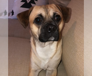 Puggle Dogs for adoption in CHANDLER, AZ, USA