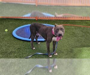 American Pit Bull Terrier-Unknown Mix Dogs for adoption in Las Vegas, NV, USA