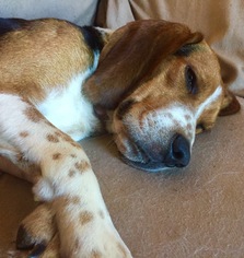 Bagle Hound Dogs for adoption in Tonawanda , NY, USA