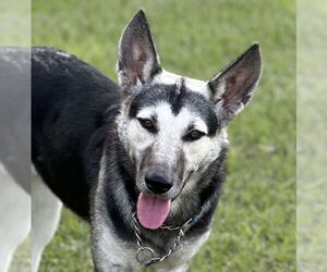 German Shepherd Dog Dogs for adoption in La Grange , NC, USA