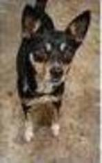 Medium Photo #1 Basenji-Chihuahua Mix Puppy For Sale in Bloomington, MN, USA