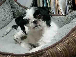 Shih Tzu Dogs for adoption in South Lake Tahoe, CA, USA