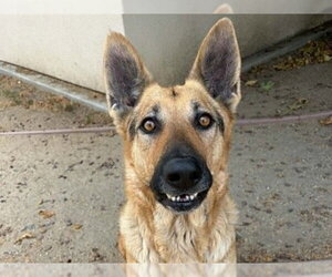 German Shepherd Dog Dogs for adoption in Martinez, CA, USA