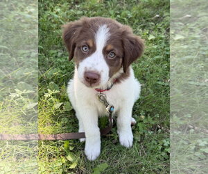 Australian Shepherd-Unknown Mix Dogs for adoption in Des Moines, IA, USA