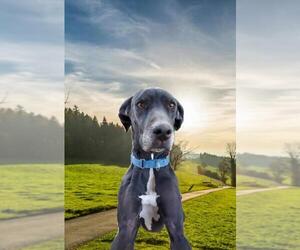 Great Dane Dogs for adoption in Phelan, CA, USA