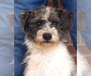 Portuguese Water Dog-Unknown Mix Dogs for adoption in Carrollton, TX, USA