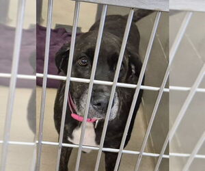 American Pit Bull Terrier Dogs for adoption in Decatur, IL, USA