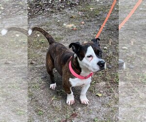 American Boston Bull Terrier Dogs for adoption in Spring Lake, NJ, USA