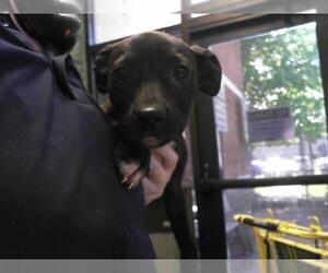 American Pit Bull Terrier-Unknown Mix Dogs for adoption in Tulsa, OK, USA