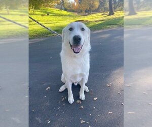 Akbash-Great Pyrenees Mix Dogs for adoption in Granite Bay, CA, USA