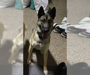 Mutt Dogs for adoption in Tracy, CA, USA