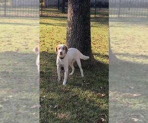 Brittany Dogs for adoption in Fort Worth, TX, USA