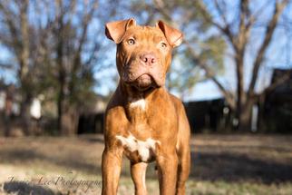 Medium Photo #1 Staffordshire Bull Terrier Puppy For Sale in Nashville, TN, USA