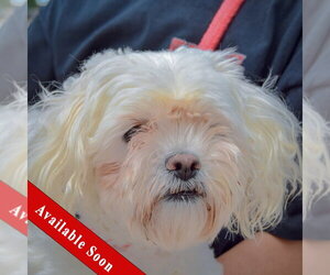 Mal-Shi Dogs for adoption in Huntley, IL, USA