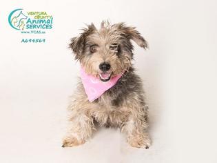 Maltipoo Dogs for adoption in Camarillo, CA, USA
