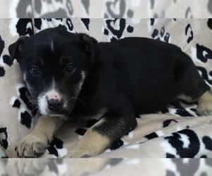 Mutt Dogs for adoption in Thief River Falls, MN, USA