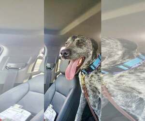 Pointer-Unknown Mix Dogs for adoption in Paso Robles, CA, USA