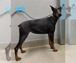 Doberman Pinscher-Unknown Mix Dogs for adoption in Las Vegas, NV, USA