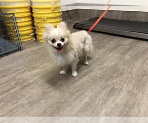 Pomeranian Dogs for adoption in Pasadena, CA, USA