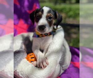 Labrador Retriever-Rat Terrier Mix Dogs for adoption in Warrenton, VA, USA